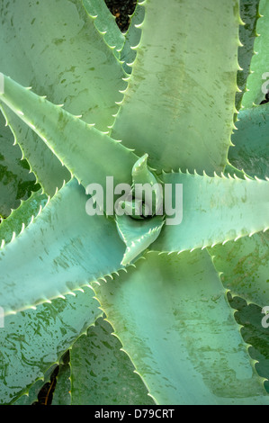 L'Aloe Vera Banque D'Images