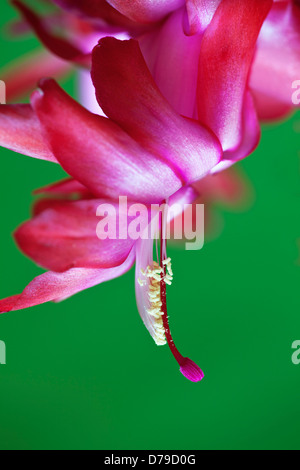 Fleur de cactus de Noël, Schlumbergera buckleyi avec des stigmates et des étamines. Banque D'Images