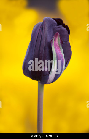 Tulipa Black Parrot. Fleur simple de couleur violet foncé, striées de crème. Banque D'Images