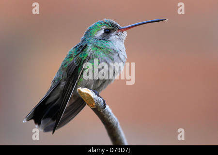 Large-tailed hummingbird colibri Selasphorus platycercus (femelle) Banque D'Images