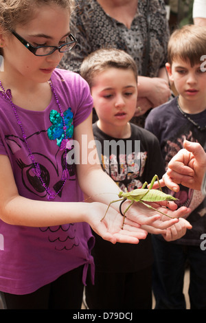 Les enfants sont excités de voir un bug géant au Magic Wings Butterfly Conservatory & Gardens à Deerfield, Massachusetts. Banque D'Images