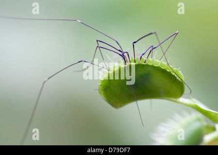 Venus Fly Trap, Dionaea muscipula entouré autour de spider. Banque D'Images