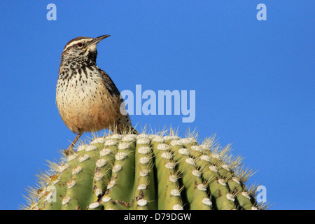 Le Troglodyte des cactus Saguaro cactus sur séance (Campylorhynchus brunneicapillus) Banque D'Images