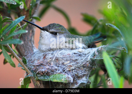 Costa's Hummingbird sur un nid (Calypte costae) Banque D'Images
