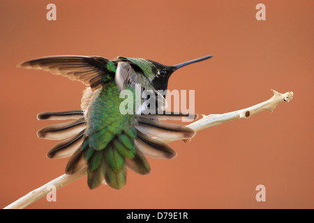 Anna's Hummingbird mâle (Calypte anna) Banque D'Images