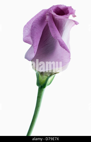 Eustoma cultivar, chaque fleur, la partie ouverte avec pétales pourpre ferlées. Banque D'Images