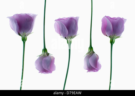 Cinq fleurs individuelles d'Eustoma cultivar disposés en alternance. Banque D'Images