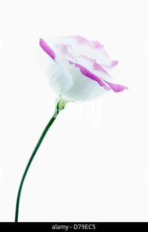 Eustoma cultivar, chaque fleur avec pétales blancs bordés de rose. Banque D'Images