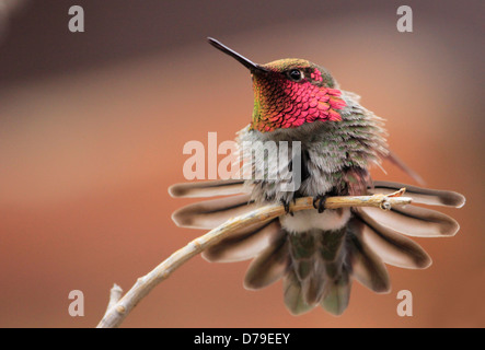 Anna's Hummingbird mâle (Calypte anna) Banque D'Images