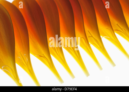 Gerbera jamesonii 'Optima', Barberton, daisy pétales orange individuel placé délicatement pour former une rangée. Banque D'Images