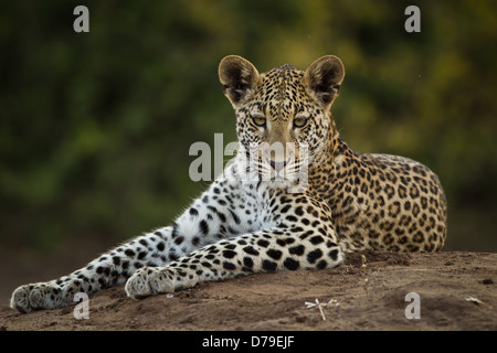 Les jeunes leopard posant sur fourmilière dans chobe Banque D'Images