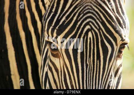 Close up de Zèbre de Grévy (Equus grevyi) Banque D'Images