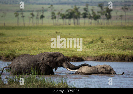 Les éléphants de jouer et de boire à la rivière Banque D'Images