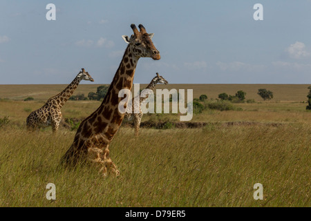Girafe allongé sur le sol avec deux girafes en arrière-plan, Masai Mara, Kenya Banque D'Images