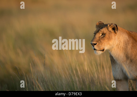 Lionne à la recherche de proies dans la lumière du matin Banque D'Images