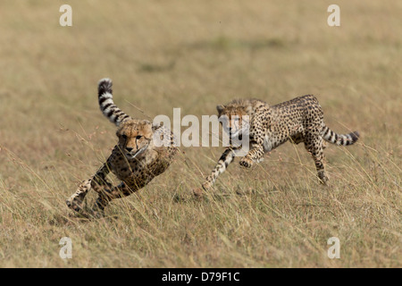 Les jeunes guépards s'exécutant dans le Masai Mara, Kenya Banque D'Images