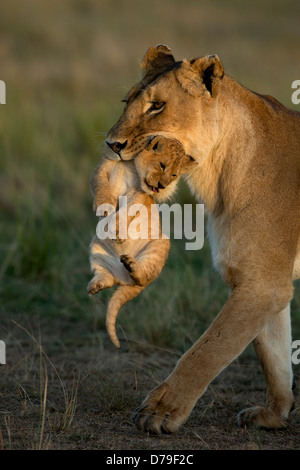 Lionne transportant cub dans le Masai Mara Banque D'Images