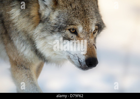 Wolf walking in snow, Allemagne Banque D'Images