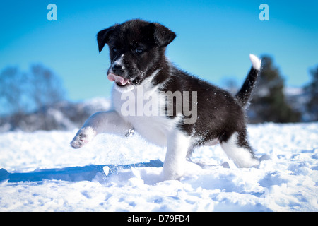 Un Alaskan Husky puppy fixant ses pieds à l'extérieur dans le froid hiver neige pour la première fois. Bientôt, il découvre qu'être à l'extérieur Banque D'Images