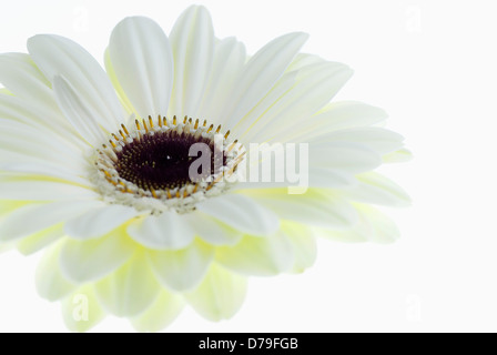 Gerbera jamesonii 'Ice Queen', seule la tête de fleurs avec pétales blancs et centre foncé sur fond blanc. Banque D'Images