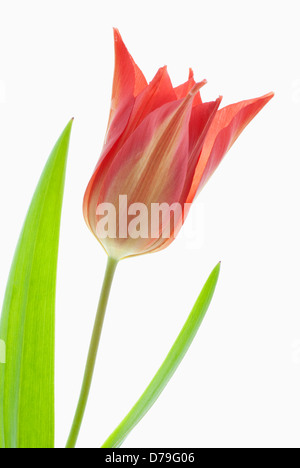 Tulipa Synaeda orange. - Rouge à fleurs lys orange tulip cultivar photographié contre l'arrière-plan blanc pour afficher Banque D'Images