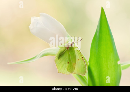 Papillon jaune soufre, Gonepteryx rhamni sur blanc Tulipa cultivar. Banque D'Images