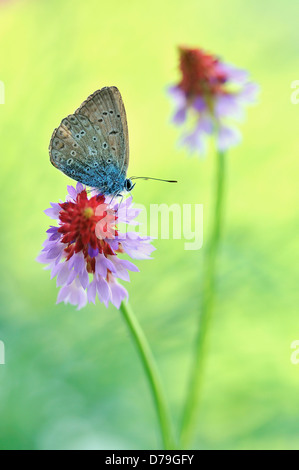 Papillon bleu commun Polyommatus icarus sur fleur rose rouge pyramidale de Primula vialii. Vue latérale montrant bleu brun tacheté Banque D'Images