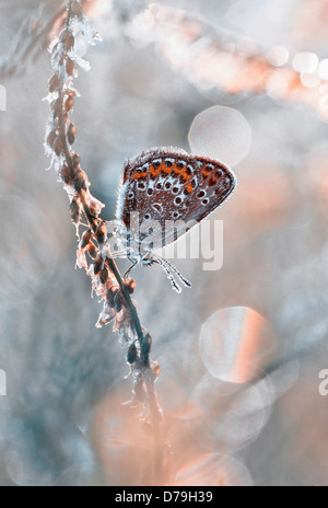 Papillon bleu commun, Polyommatus icarus sur tige de la plante au soleil. Vue latérale montrant le dessous des ailes. Banque D'Images