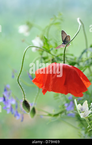 Papillon bleu commun, Polyommatus icarus descendit avec ailes ouvertes sur bent tige florale de pavot écarlate. Banque D'Images