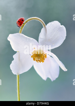 Coccinelle, Coccinellidae sur bent tige florale de cultivar Anémone blanche avec des gouttes d'eau sur les pétales et shell. Banque D'Images