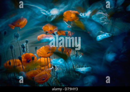 Représentation artistique de l'Islande orange coquelicot, Papaver nudicaule, manipulé numériquement avec la couleur et les effets de lumière. Banque D'Images