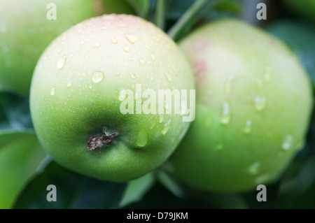 Les pommes, Malus domestica 'Orange' de Blenheim, growing on tree avec des gouttelettes de pluie sur la surface de peau verte. Banque D'Images