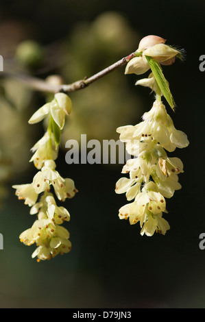 Des pendentifs en forme de cloche jaune pâle hiver parfumé de fleurs, Hazel Corylopsis glabrescens, suspendu à tige ligneuse. Banque D'Images