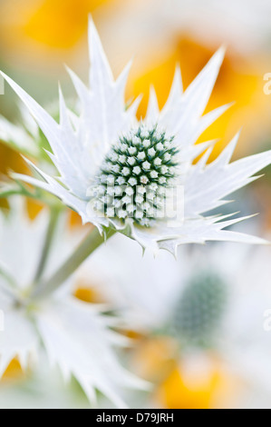 Capitule conique de mer géant holly, Eryngium giganteum, 'Miss Wilmott's Ghost' entourée de bractées épineuses, argentés. Banque D'Images