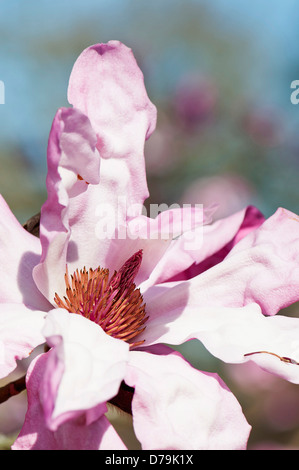 Rose, seule fleur fleur de Magnolia sprengeri var. diva 'Eric Savill' avec 5 pétales dans la lumière du soleil. Banque D'Images