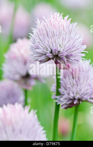 Bouquet de ciboulette, Allium schoenoprasum, avec dôme dense de petites fleurs fleurs mauve pâle. Banque D'Images