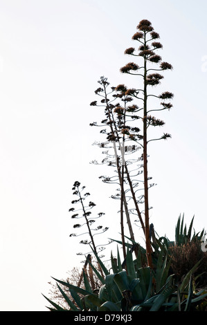 La Grèce, tiges à fleurs du cultivar d'Agave silhouetté contre le ciel pâle. Banque D'Images