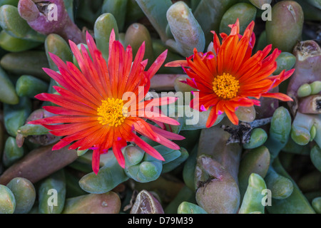 Invasive, mais belle, Rouge fleur Iceplant Anacapa Island dans le Channel Islands National Park, California, USA Banque D'Images