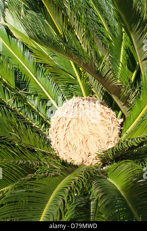 La Grèce, fleur de femme baquois, Cycas revoluta, encerclé par un feuillage vert foncé brillant. Banque D'Images