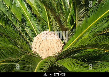 La Grèce, fleur de femme baquois, Cycas revoluta, encerclé par un feuillage vert foncé brillant. Banque D'Images