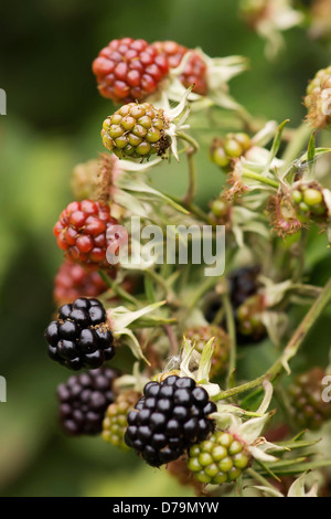 Mûre, Rubus fruticosus à différents stades de maturité et de couleurs vert, rouge et noir à l'extérieur de plus en plus sur l'usine. Banque D'Images