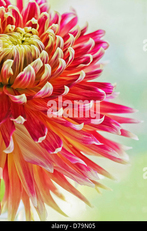 Close-up partie vue de type cactus Dahlia cultivar de pétales de couleur rose-rouge foncé virant au conseils pâle. Banque D'Images