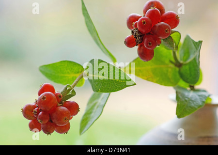 Fruits rouges en grappes, de Chèvrefeuille Lonicera periclymenum. Banque D'Images