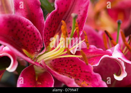 Lilium Star Gazer, Close-up view of seul avec fleur de lys rose profond, repéré des pétales et des étamines. D'autres derrière. Banque D'Images