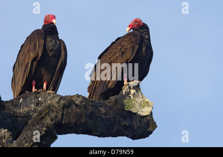 Deux urubus perchés sur une branche morte. Photo prise dans l'ouest du Panama, République de Panama. Banque D'Images