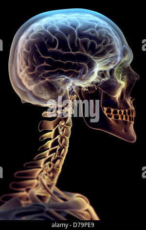 Le cerveau dans les Skeleton Banque D'Images