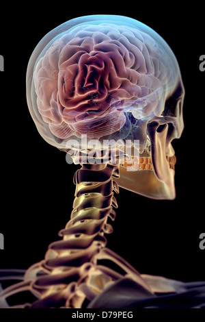 Le cerveau dans les Skeleton Banque D'Images