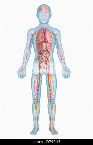 Anatomie interne Pre-Adolescent) Banque D'Images