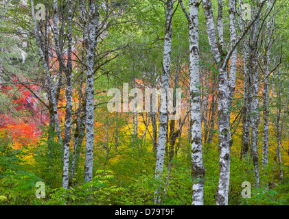 Mont Baker-Snoqualmie National Forest, Washington : l'aulne de troncs avec couleurs d'automne de l'érable de la vigne à l'arrière-plan Banque D'Images