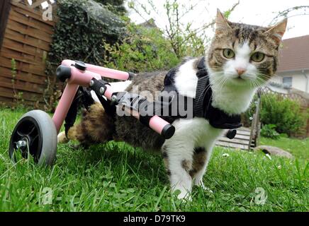 Fichier - Un fichier photo datée du 27 avril 2013 montre cat Brigitta assis dans son fauteuil roulant dans Celle, Allemagne. Le sort du chat dans un fauteuil roulant a touché un membre d'une association d'animaux, de sorte qu'elle a pris l'animal à partir de la Bulgarie à Celle. Brigitta Cat ne peut pas déplacer ses jambes de derrière, puisqu'elle a été tourné avec une carabine à air. Photo : HOLGER HOLLEMANN Banque D'Images